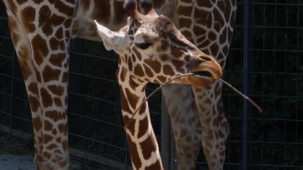 Großaufnahme Von Kopf Hals Und Körper Der Giraffe — Stockvideo