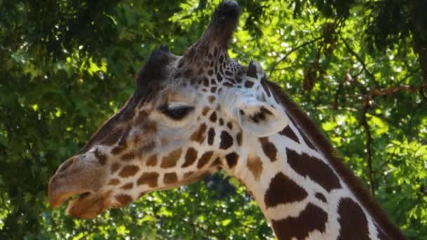 Close Giraffe Head Neck Body — Stock Video
