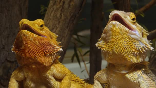 Två Ödlor Vrider Huvudet Och Öppnar Munnen — Stockvideo