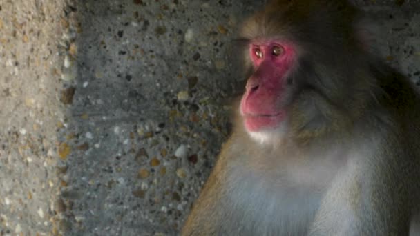 Primer Plano Del Macaco Japonés Mirando Alrededor — Vídeos de Stock