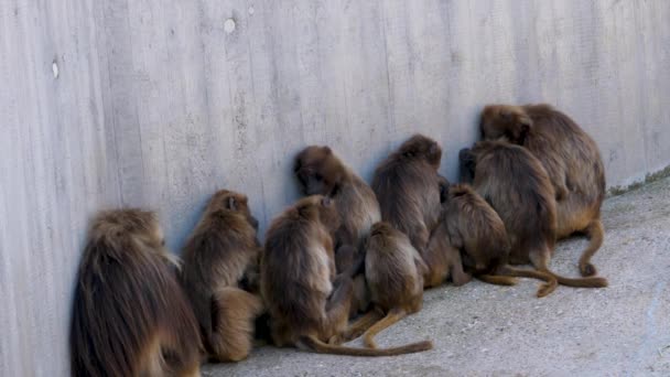 Primo Piano Della Scimmia Del Cuore Sanguinante Gruppo Seduto Muro — Video Stock