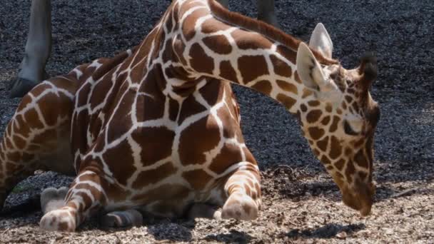 Close Van Giraffe Hoofd Hals Lichaam — Stockvideo