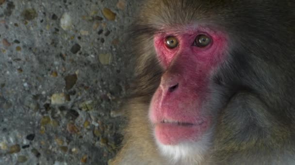 Primer Plano Del Macaco Japonés Mirando Alrededor — Vídeo de stock