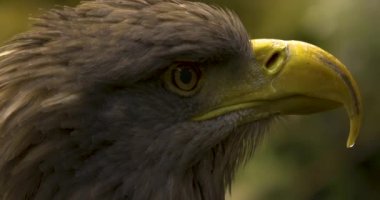 Kartal kafasını göz ve gagasından kapatın. Etrafa bakıyorum..