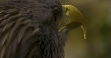 Kartal kafasını göz ve gagasından kapatın. Etrafa bakıyorum..