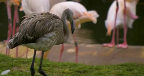 Close Flamingos Standing Lake — Stock Video