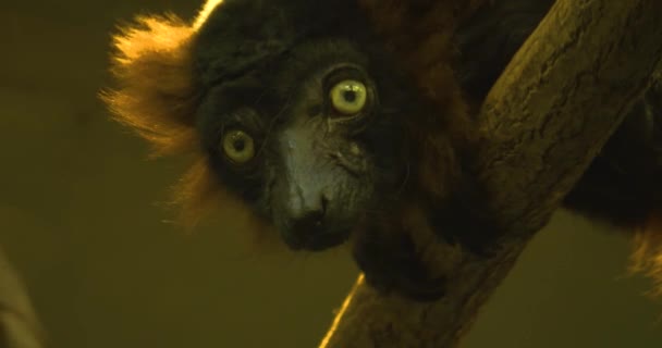 Zblízka Červený Nafouklý Lemur — Stock video