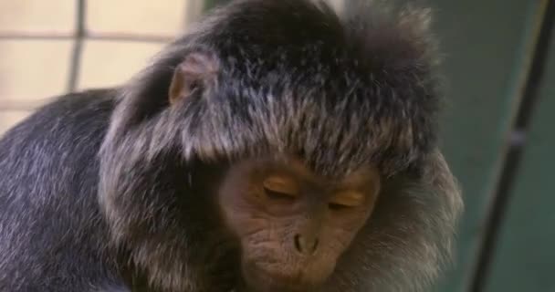 ジャワのルトゥン猿のクローズアップ — ストック動画