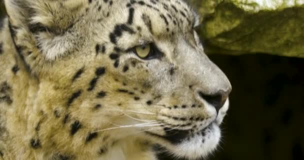 Primer Plano Cabeza Leopardo Nieve Día Frío Otoño — Vídeos de Stock