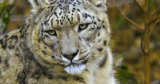 Крупним Планом Сніговий Леопард Голову Холодний День Восени — стокове відео