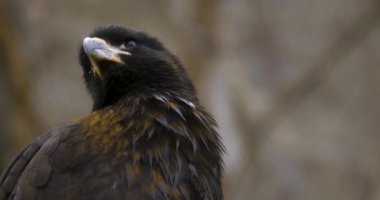 Falkland Caracara, etrafa bakan bir şahin.