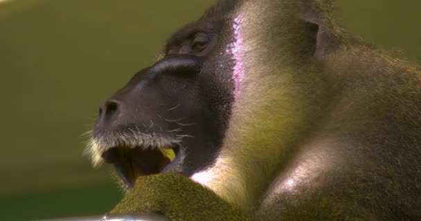 Primo Piano Della Testa Scimmia Trapano Guardarsi Intorno — Video Stock
