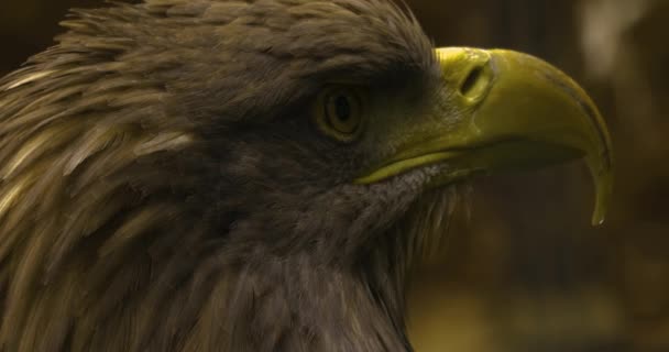 Großaufnahme Des Adlerkopfes Aus Auge Und Schnabel Sich Umschauen — Stockvideo