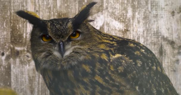 Half Body Owl Turning Head Looking — Stock Video