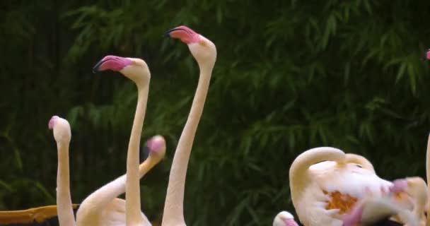 Närbild Flamingos Stående Och Flyttar Sina Halsar Mycket Snabbt — Stockvideo