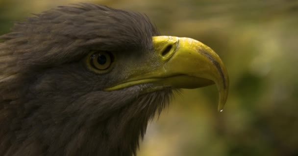 Großaufnahme Des Adlerkopfes Aus Auge Und Schnabel Sich Umschauen — Stockvideo