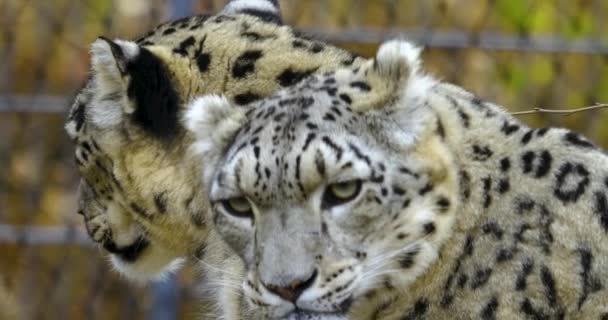 Perto Cabeça Leopardo Neve Dia Frio Outono — Vídeo de Stock