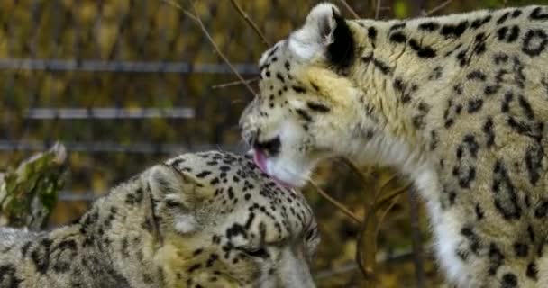 Primer Plano Cabeza Leopardo Nieve Día Frío Otoño — Vídeos de Stock