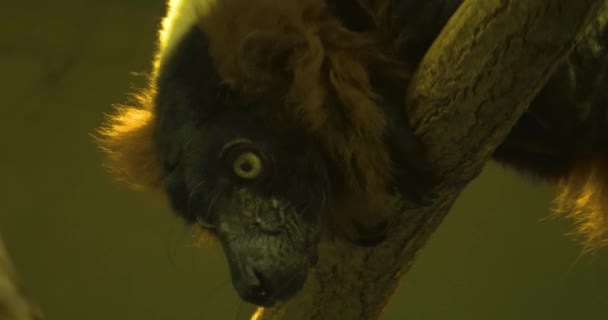 Primo Piano Red Ruffed Lemur — Video Stock