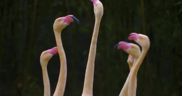 Close Flamingos Movendo Seus Pescoços Muito Rápido — Vídeo de Stock