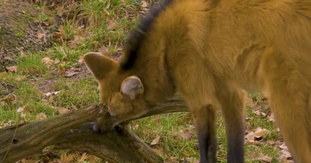 Närbild Maned Wolf Ser Sig Omkring — Stockvideo