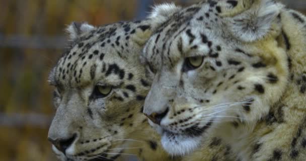 Närbild Snöleopardens Huvud Kall Dag Hösten — Stockvideo