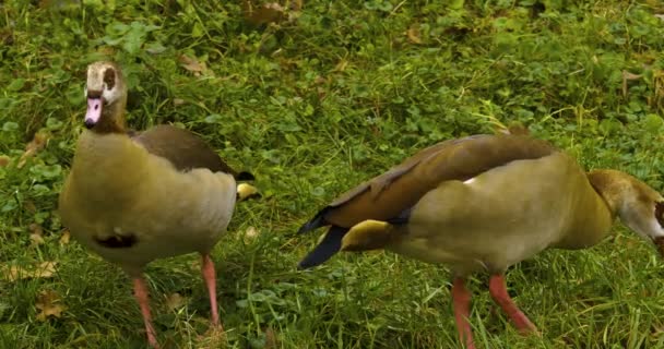 Egyptische Gans Etend Gras — Stockvideo