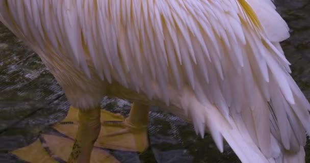 Pelican Freezing His Beak Sticking His Wings — Stock Video