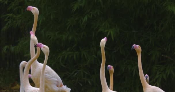 Närbild Flamingos Stående Och Flyttar Sina Halsar Mycket Snabbt — Stockvideo