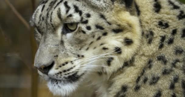 Primer Plano Cabeza Leopardo Nieve Día Frío Otoño — Vídeos de Stock