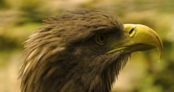 Aproape Capul Vultur Aur — Videoclip de stoc