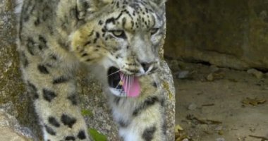 Sonbaharda soğuk bir günde kar leoparının başını kapat.