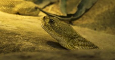 Çıngıraklı yılanın başını kapat.