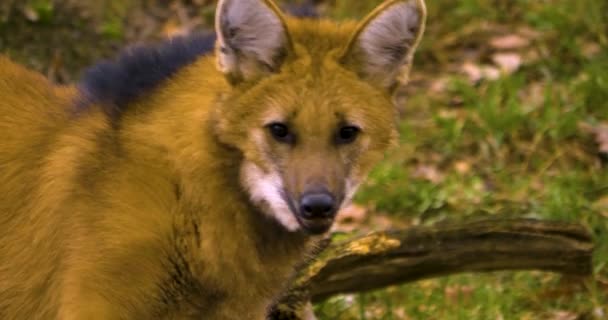 Close Van Maned Wolf Kijken Rond — Stockvideo