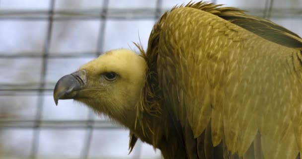 Großaufnahme Von Geierkopf Der Sich Umschaut — Stockvideo