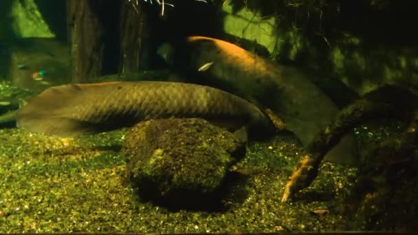 Δύο Queensland Lungfish Ήσυχα Κάτω Από Νερό Και Χαλαρώνοντας — Αρχείο Βίντεο