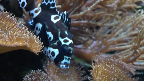 Harlequin Γλυκά Χείλη Ψάρια Που Κολυμπούν Αργά Προς Δεξιά Πάνω — Αρχείο Βίντεο