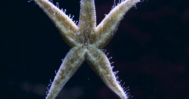 Close Sea Star Starfish Time Lapse Movement Tubes — Stock Video