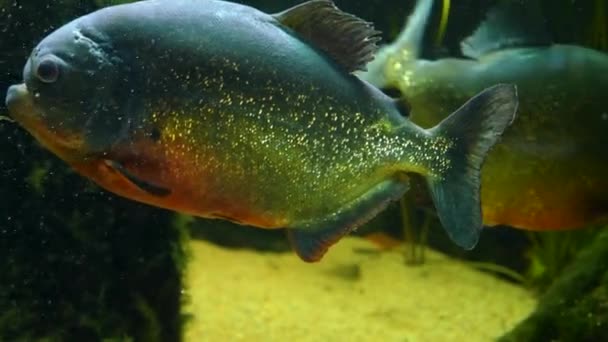 Close Piranha Swimming — Stock Video