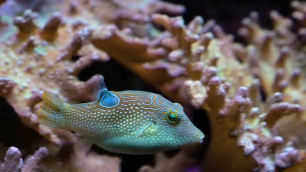 サンゴの周りを泳ぐ小さな青いフグ — ストック動画
