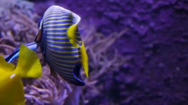 İmparator melek balığı ve solungaçlarını temizleyen başka bir küçük balık..