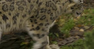 Sonbaharda soğuk bir günde kar leoparının başını kapat.