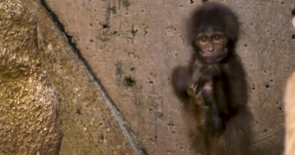 Gros Plan Singe Cœur Saignant Jeune Bébé Faisant Des Grimaces — Video