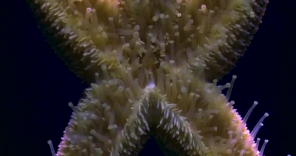 Blisko Gwiazdy Morskiej Rozgwiazdy Przemieszczanie Się Lampy Czasie — Wideo stockowe