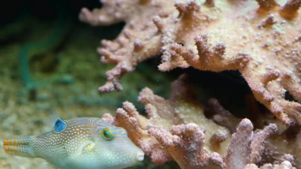 Kleine Blaue Kugelfische Schwimmen Korallen — Stockvideo