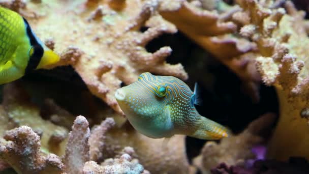 Petit Poisson Globe Bleu Nageant Autour Des Coraux — Video