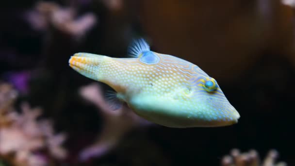 Small Blue Puffer Fish Swimming Corals — Stock Video