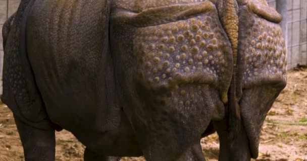 Fechar Rinoceronte — Vídeo de Stock
