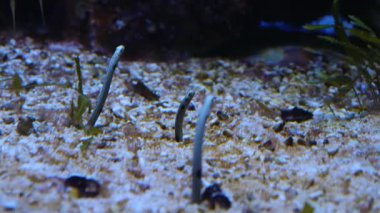 Suyun altından çıkan solucan balıklarına yakın çekim.