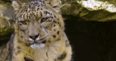 Bulutlu ve soğuk bir sonbahar gününde kar leoparını kapat